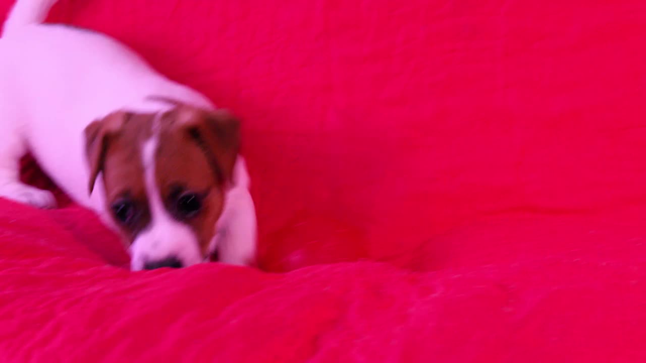 小杰克罗素梗小狗在明亮的粉红色背景上玩耍。视频下载
