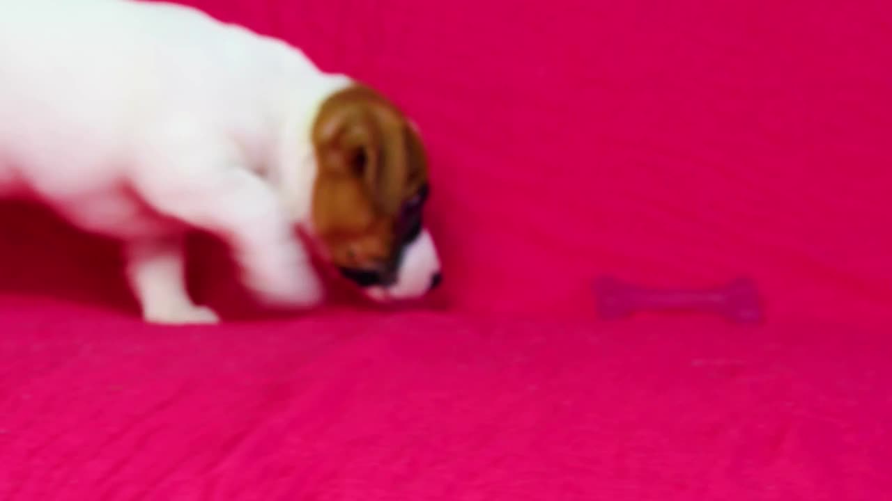 一只小杰克罗素梗犬在明亮的粉红色背景上嗅着一只狗的玩具骨头。视频下载