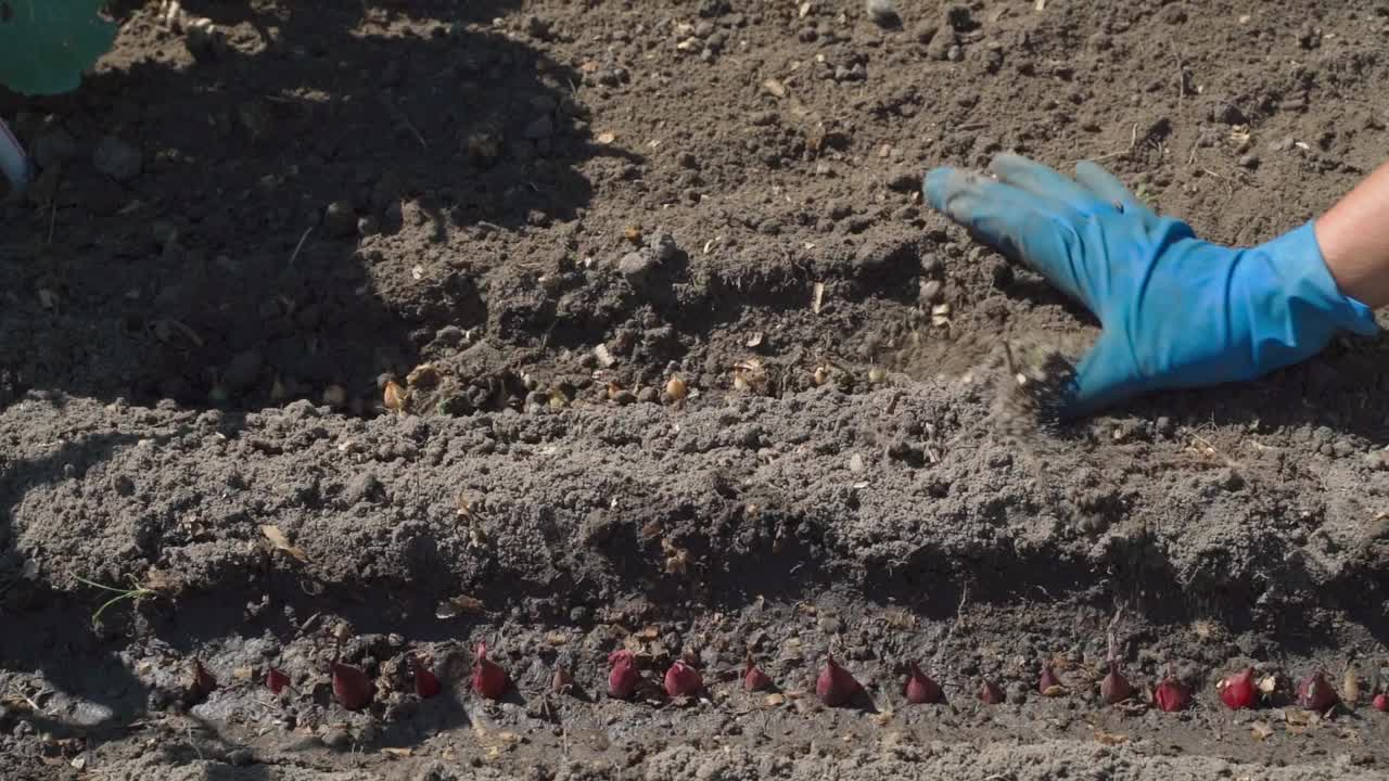 一位妇女在她的花园床上种洋葱。把小洋葱球埋进土里，慢动作视频素材