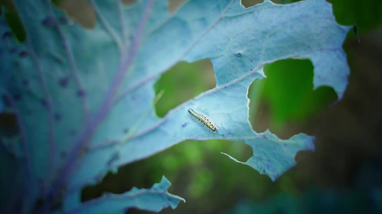 一只毛毛虫沿着被吃掉的卷心菜叶子爬行(特写)视频素材