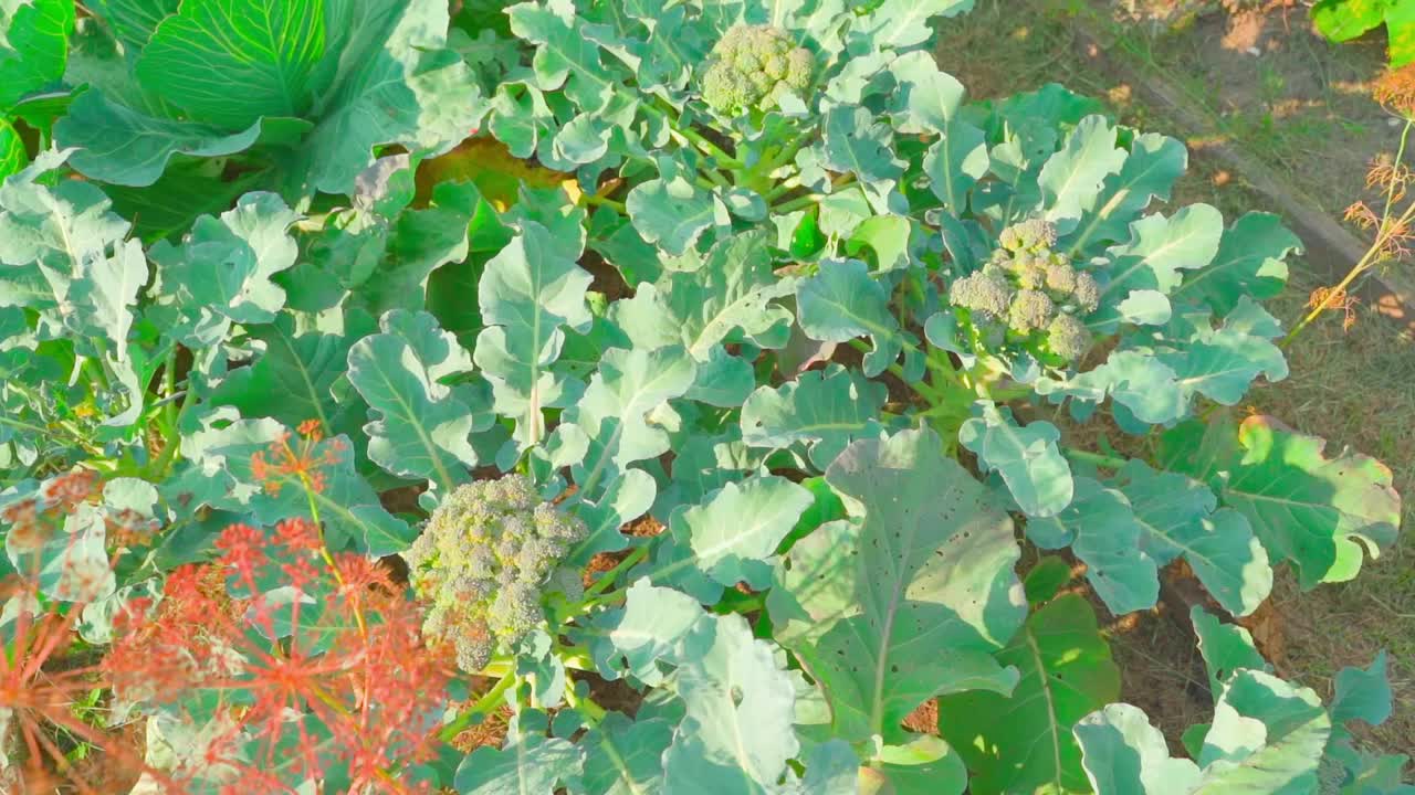 夏季，蔬菜园床上成熟的西兰花(俯视图)视频素材