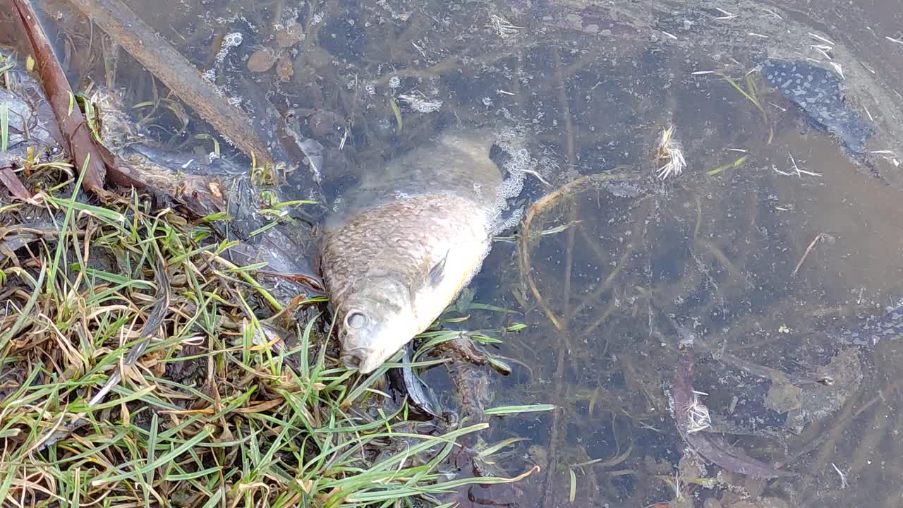 湖岸上的死鱼，特写视频下载