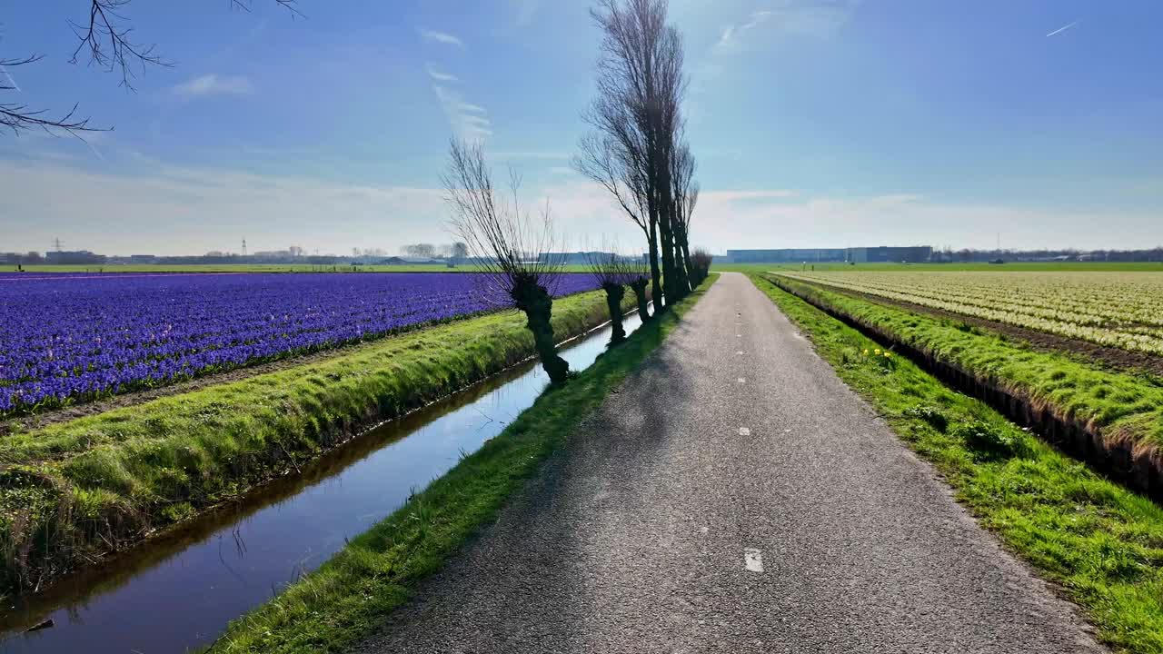春天:骑自行车穿过蓝色风信子花和光秃秃的树的田野。视频下载