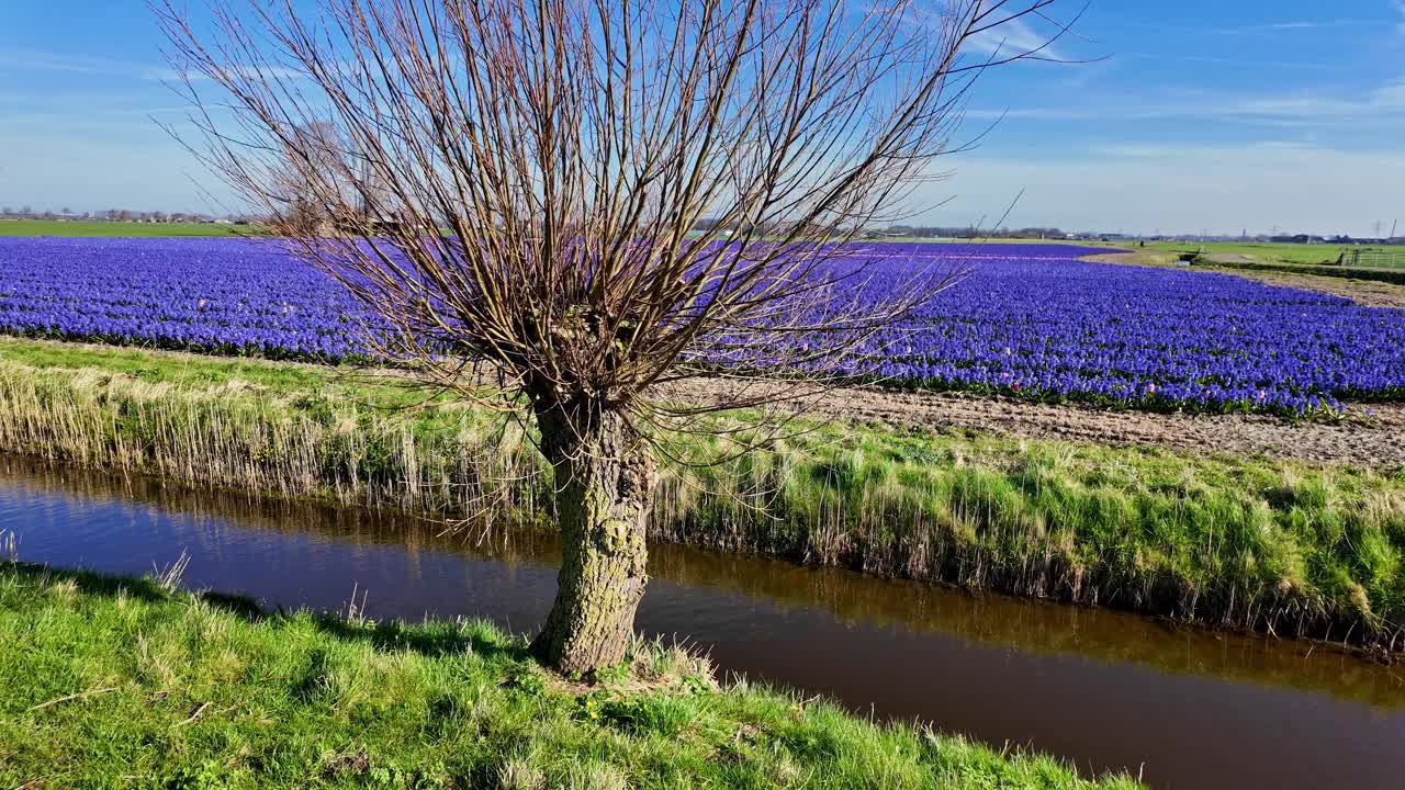 春天:骑自行车穿过蓝色风信子花和光秃秃的树的田野。视频下载