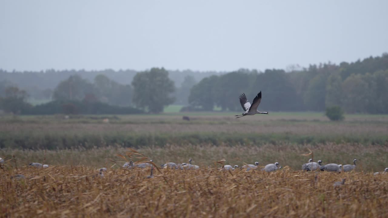 雄伟的鸟类飞行4K 120fps超级慢动作-欧洲野生动物视频下载