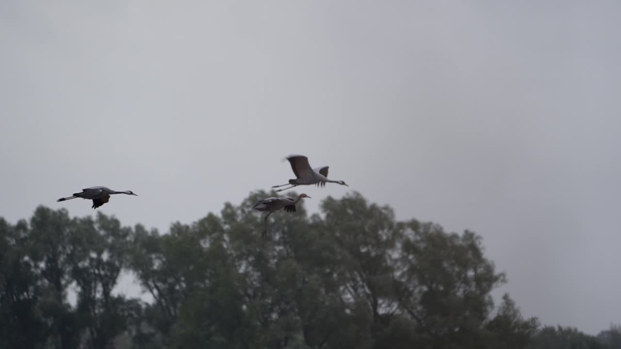 雄伟的鸟类飞行4K 120fps超级慢动作-欧洲野生动物视频下载