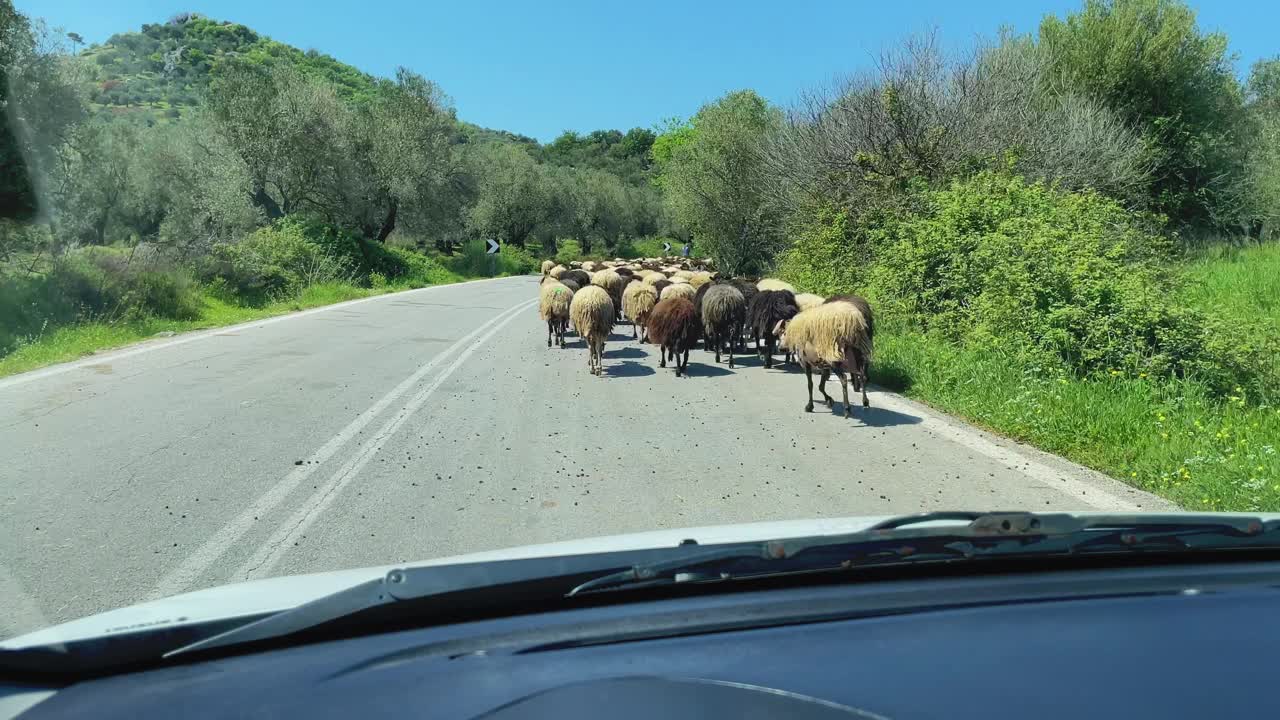 汽车行驶在被一群羊堵住的路上视频下载
