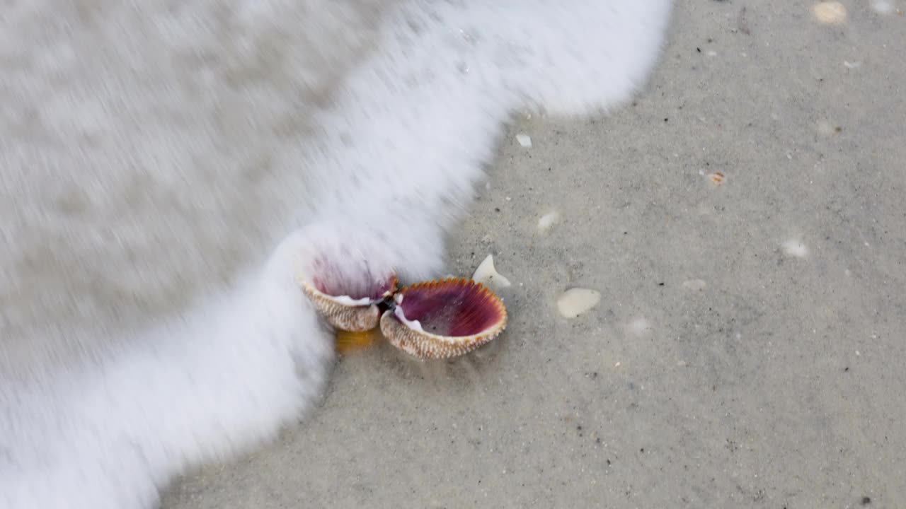 海浪中的贝壳视频下载