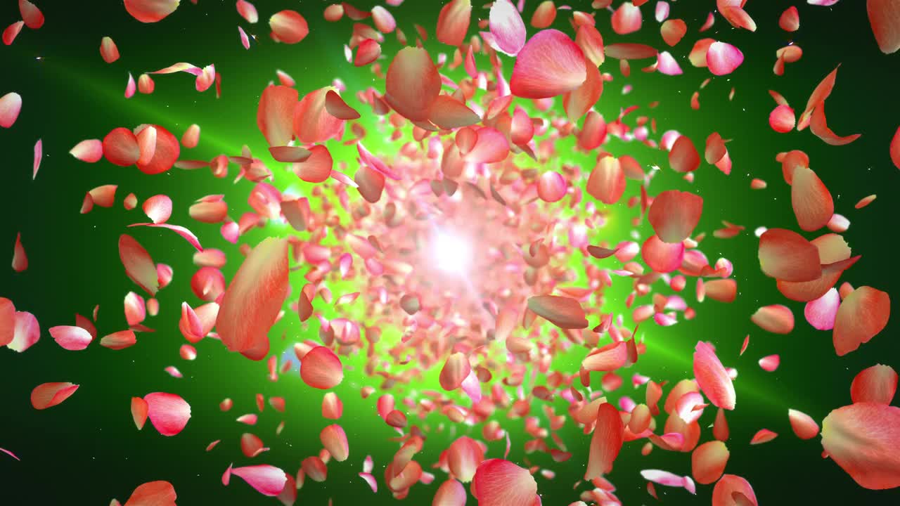 玫瑰花瓣的循环动画视频素材