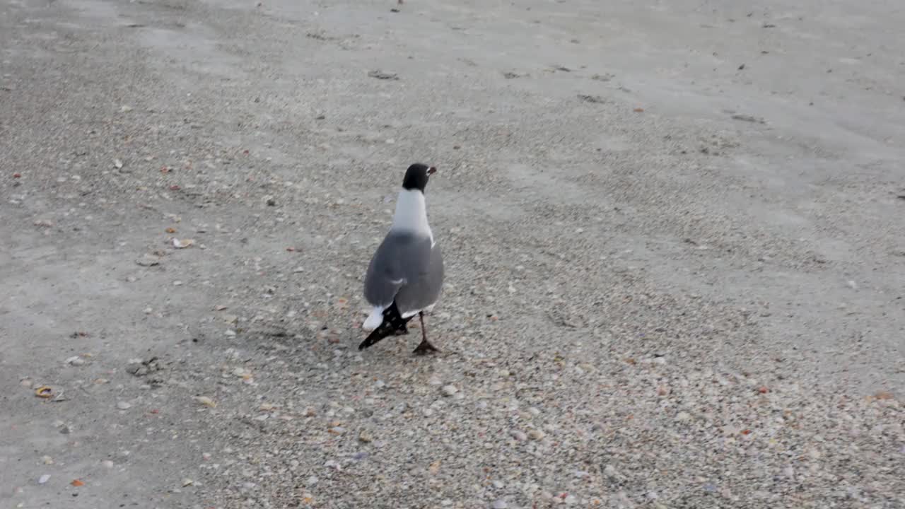 在海滩上跟踪一只海鸥视频下载