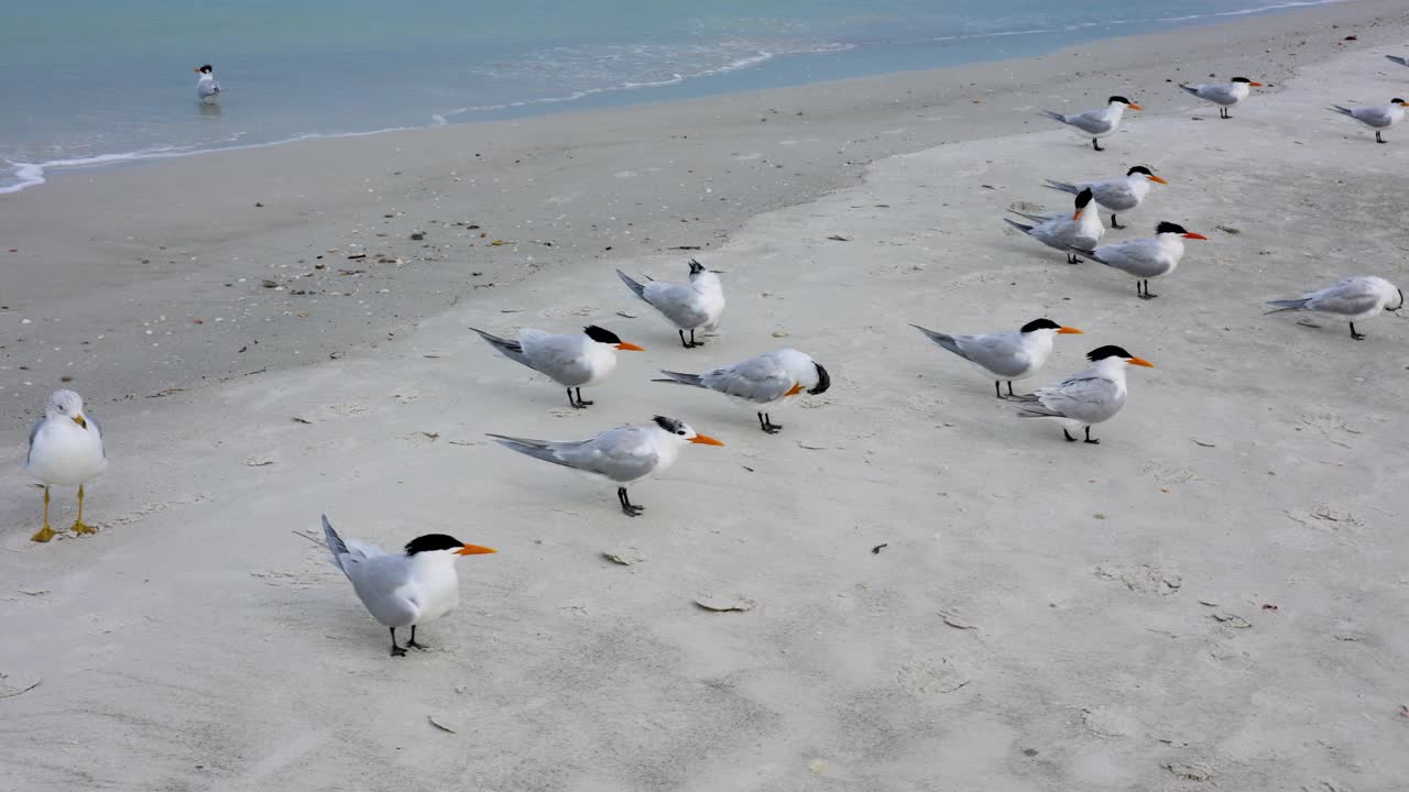 清水海滩海岸的皇家燕鸥海鸟视频下载