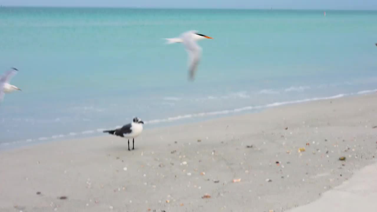 海滩上的海鸥和其他飞过的鸟儿视频下载