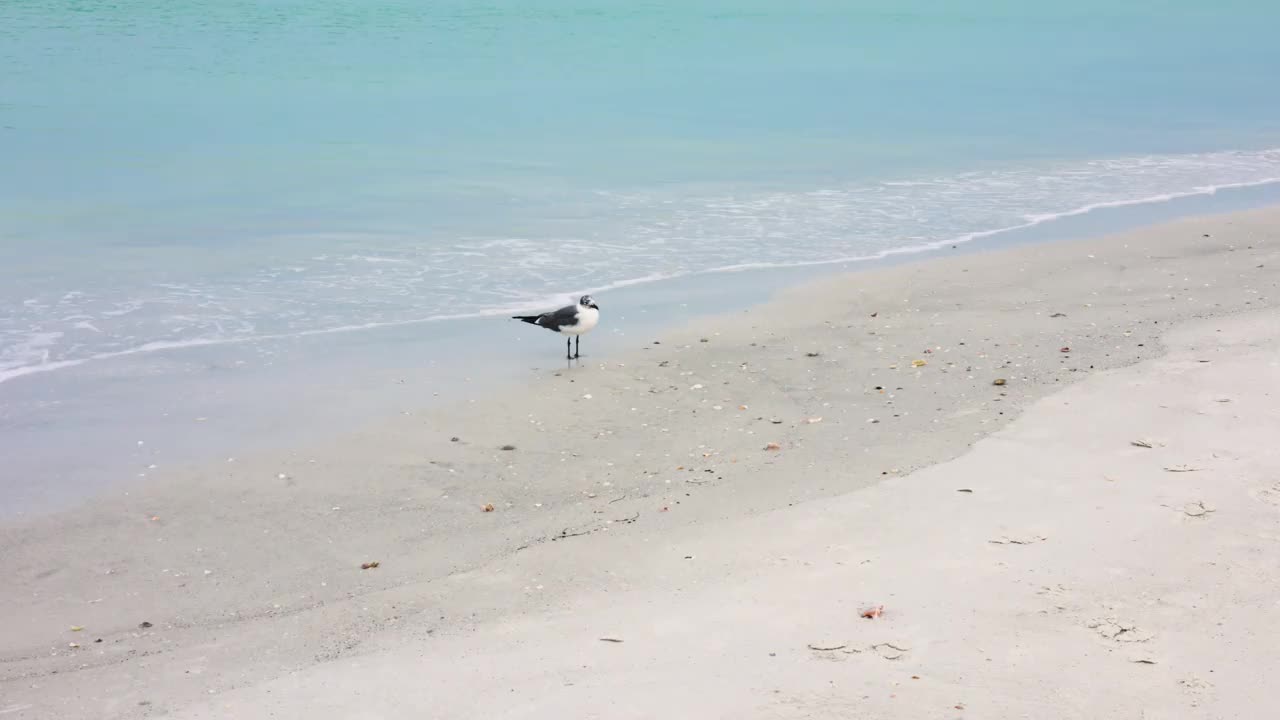 孤独的海鸥在海滩上在佛罗里达州清水海滩视频下载