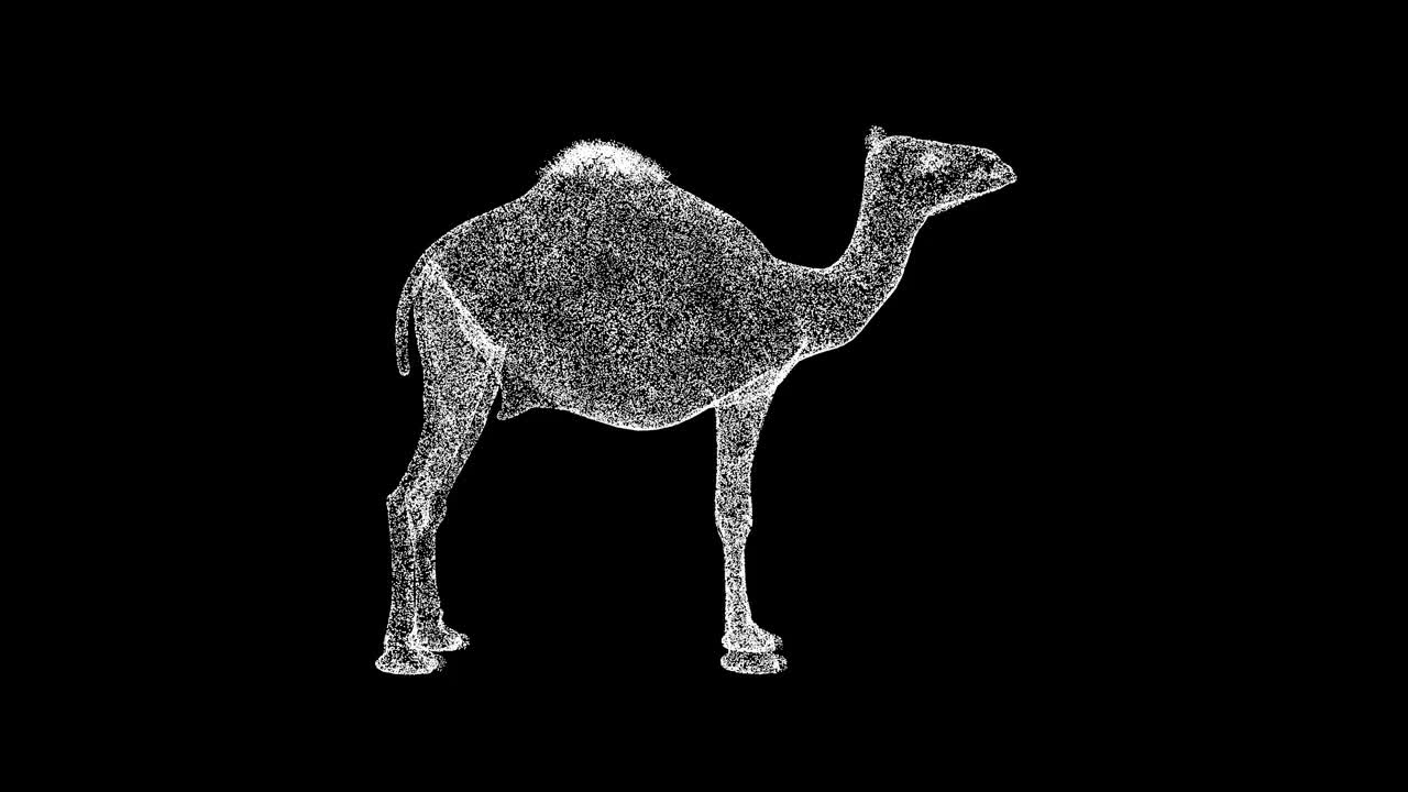 3D骆驼旋转黑色背景。野生动物概念。马戏团和动物园。商业广告背景。用于标题，文本，演示。3d动画60 FPS。视频下载