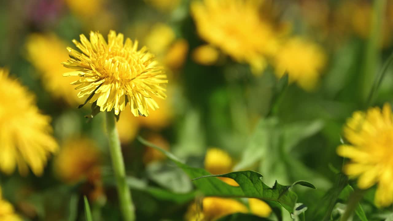 春天早晨草地上的黄色蒲公英花视频下载