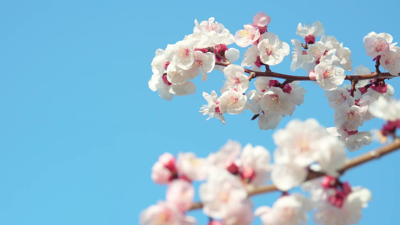 蓝天和桃花在春风中摇曳，前景散景视频下载