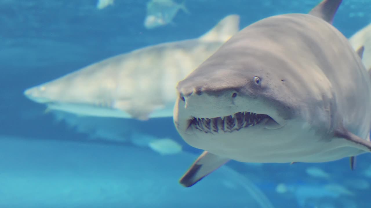 聚焦捕食者:令人难以置信的鲨鱼特写视频下载