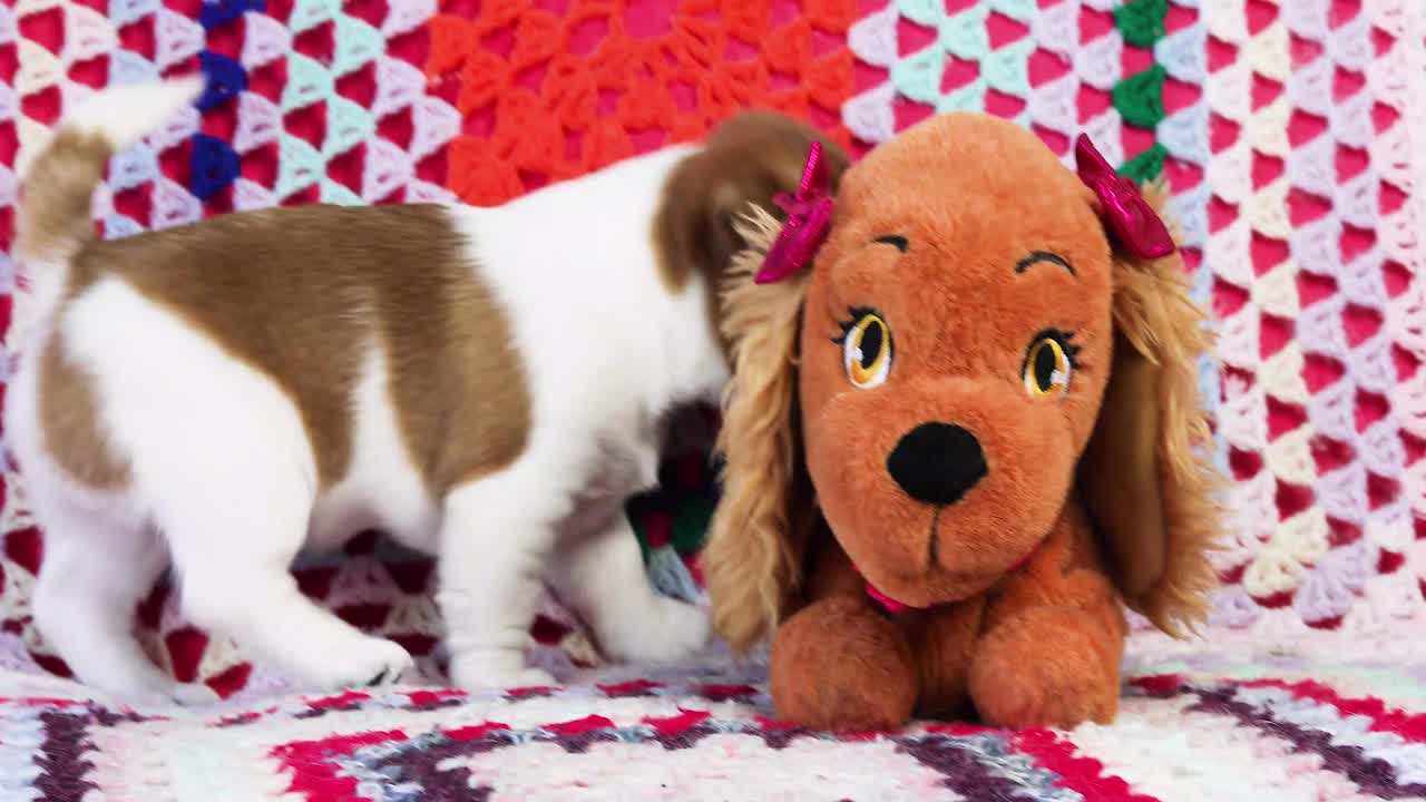 漂亮的小杰克罗素梗小狗嗅着玩具机械狗视频下载