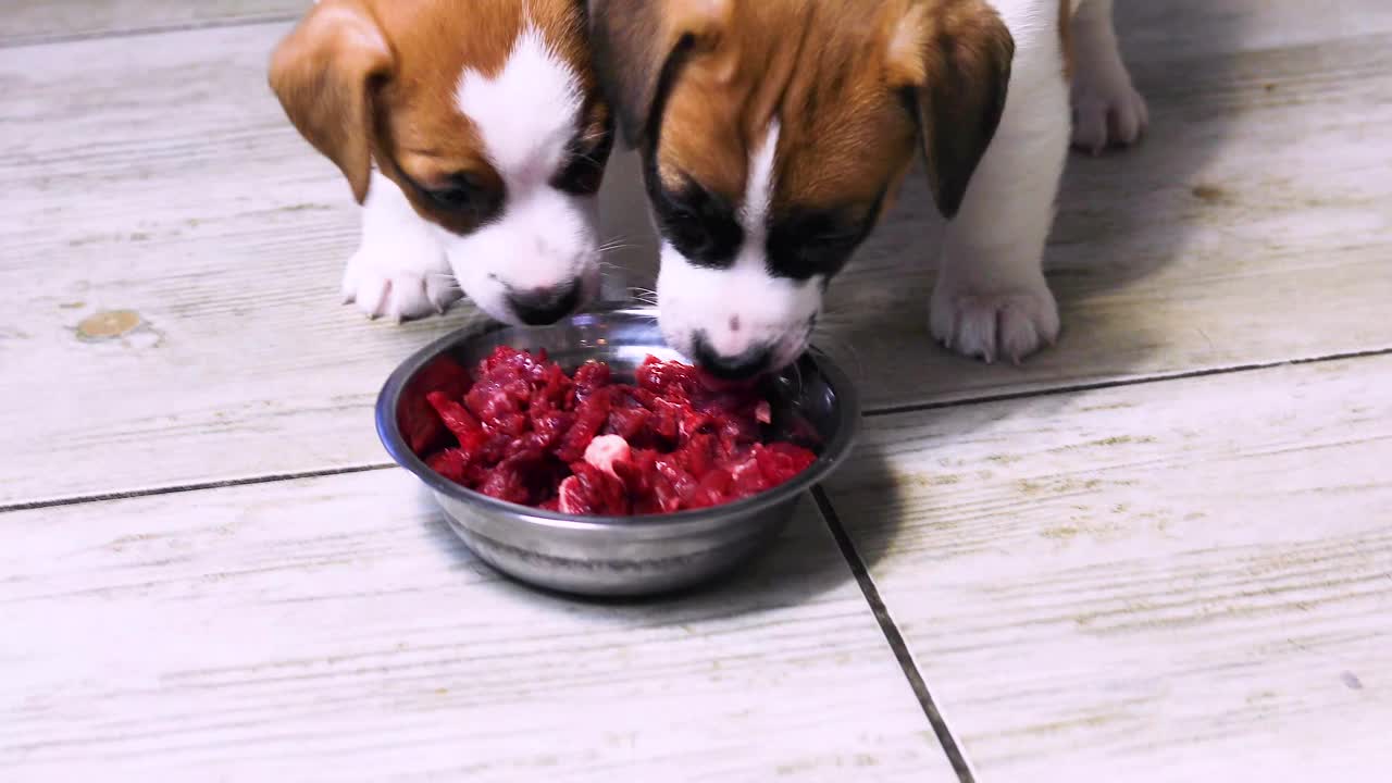 杰克罗素小猎犬试着把生肉切成块放在碗里。视频下载