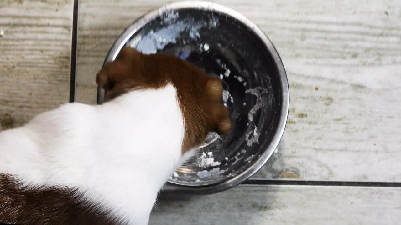 小杰克罗素小猎犬舔着一碗白干酪。照顾幼犬视频下载