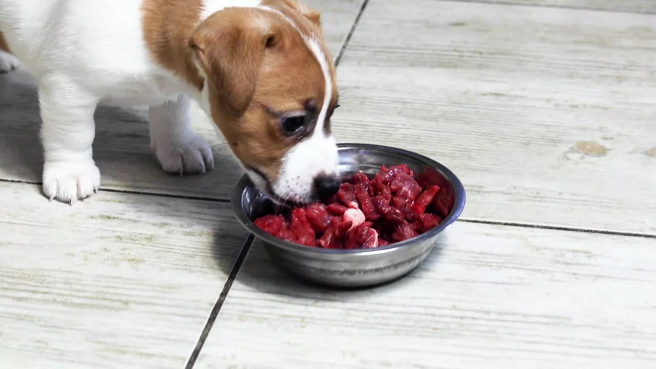 小狗试着把生肉切成块放在碗里。视频下载