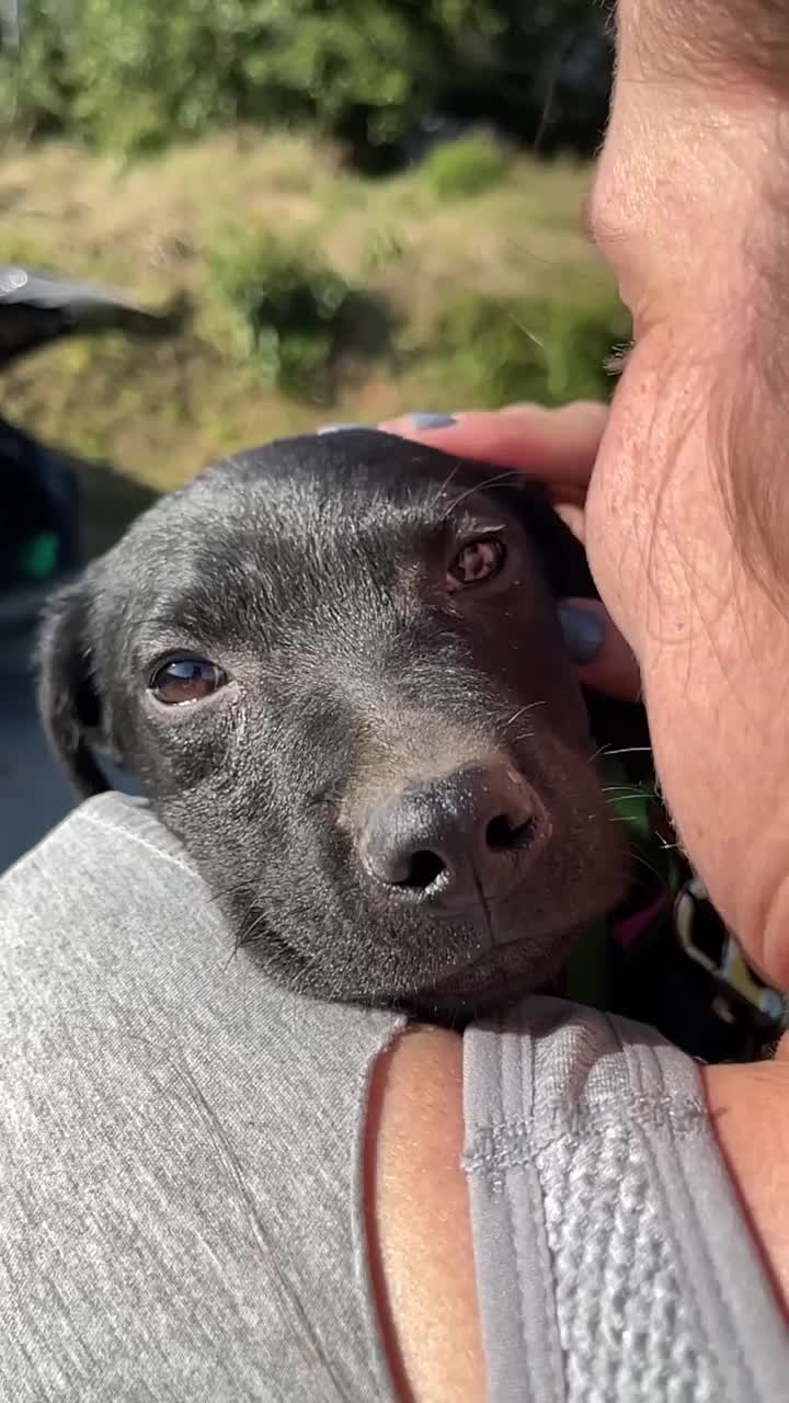 可爱的获救小狗在女人的肩膀上视频下载