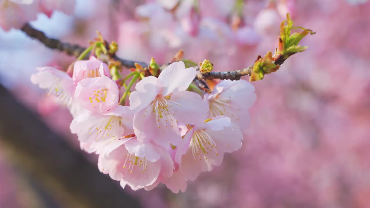 粉色的樱花，特写视频下载