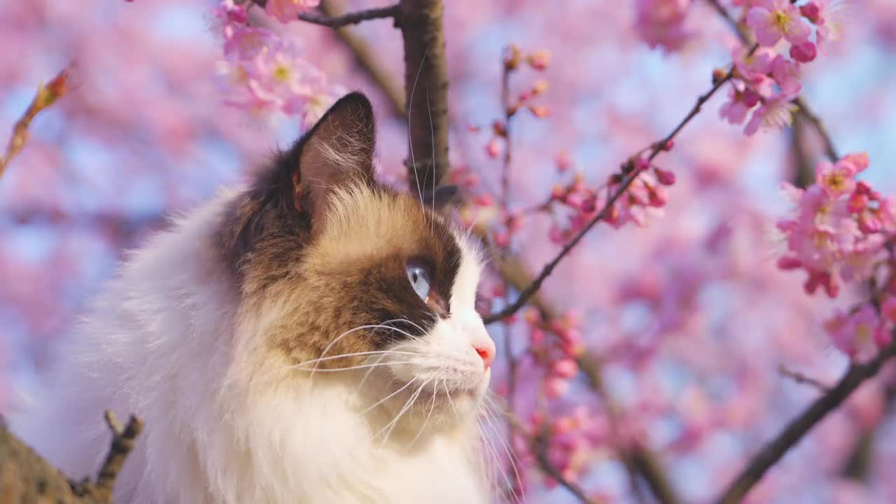 一只布娃娃猫，背景是粉红色的樱花视频下载