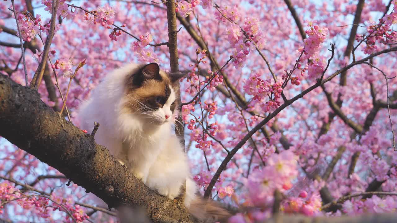 一只布娃娃猫，背景是粉红色的樱花视频素材
