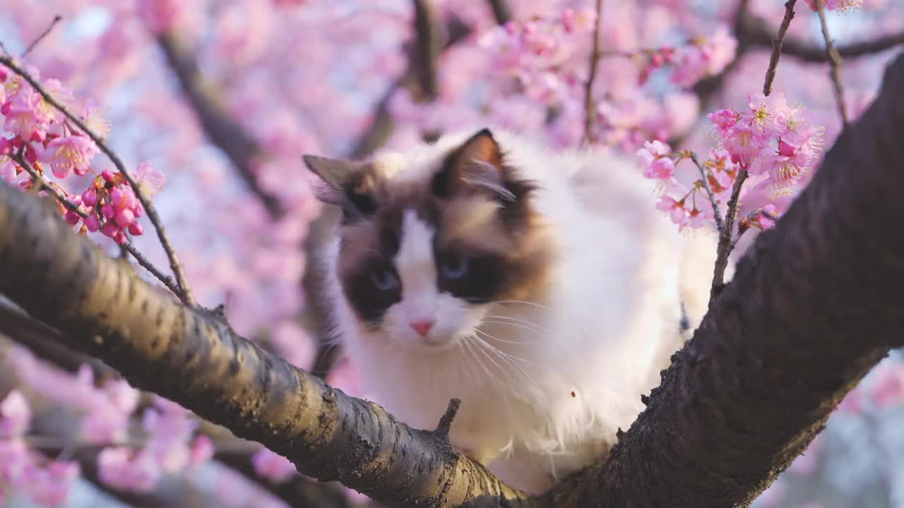 一只布娃娃猫，背景是粉红色的樱花视频素材