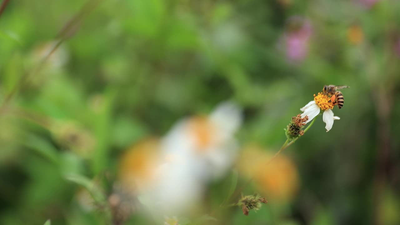 美丽的白色小蔷薇花盛开在大自然中视频下载