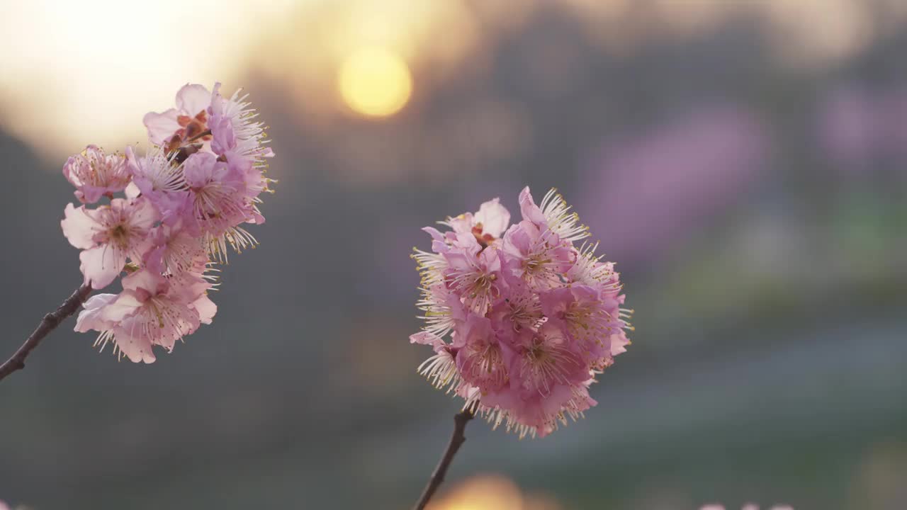 晚霞中粉色的樱花，近距离拍摄视频素材