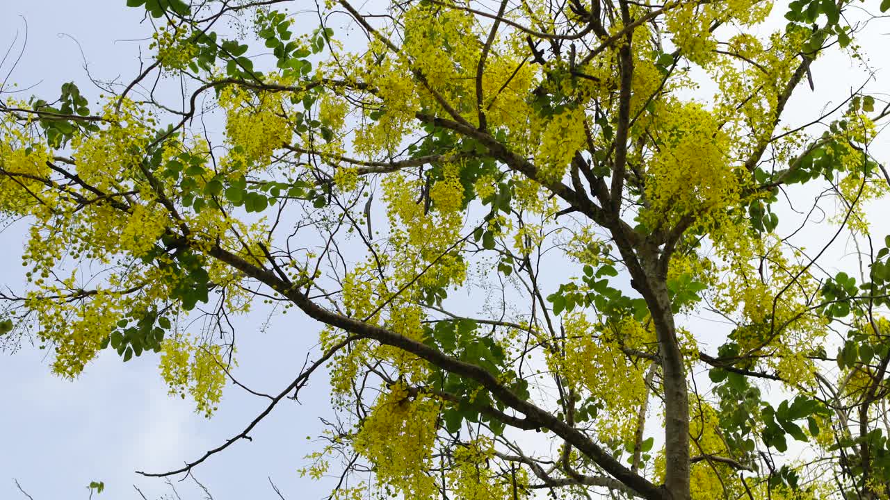 黄色花洒树视频下载