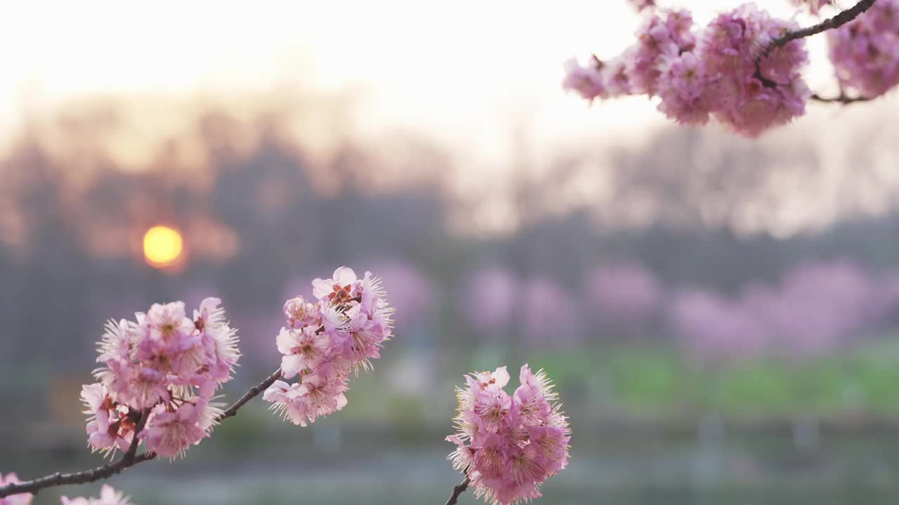 晚霞中粉色的樱花，近距离拍摄视频下载