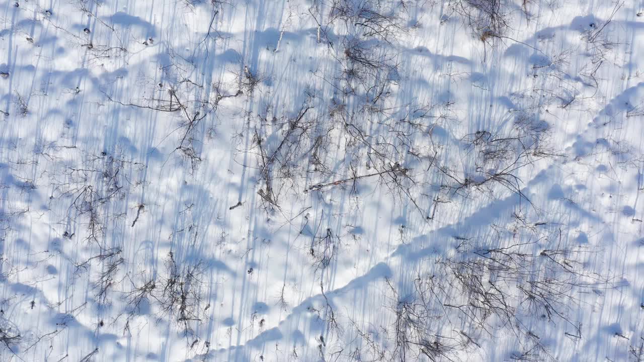 西西伯利亚，鄂木斯克地区。沼泽和冬季森林。鸟瞰图。视频下载