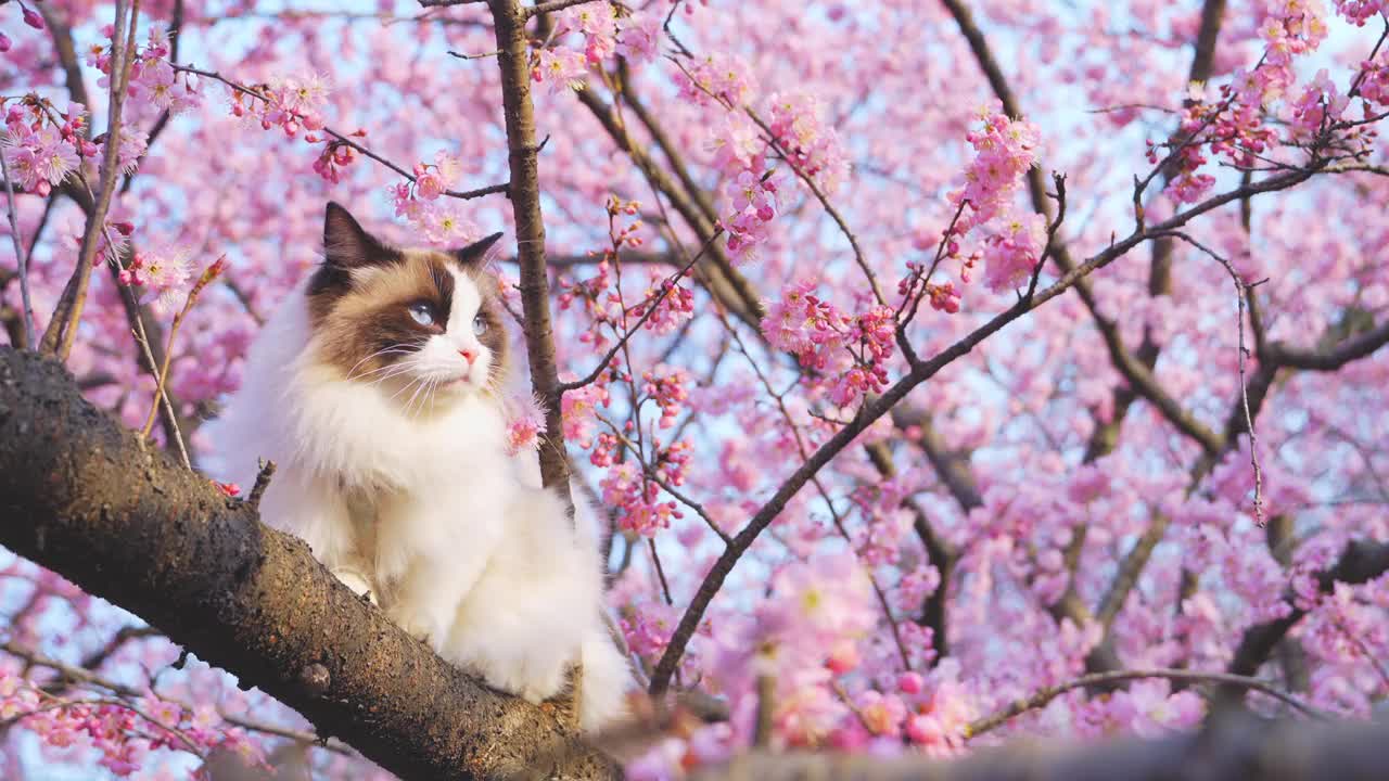 一只布娃娃猫，背景是粉红色的樱花视频下载