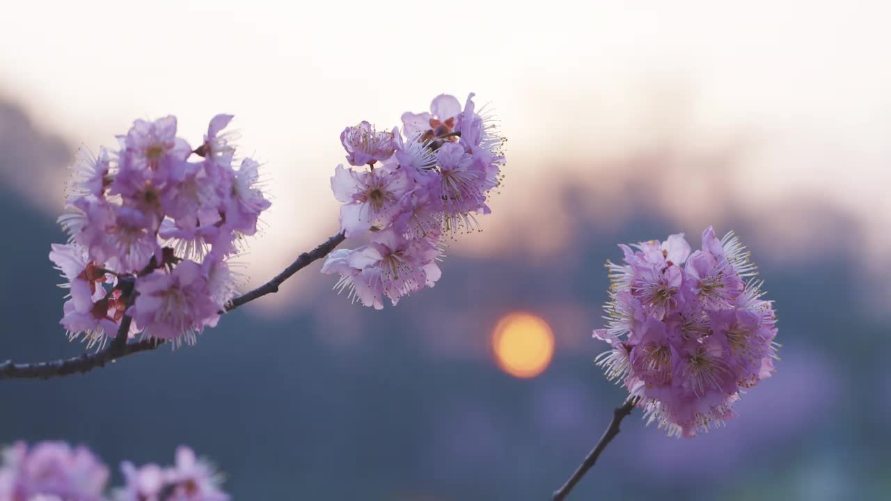 晚霞中粉色的樱花，近距离拍摄视频素材