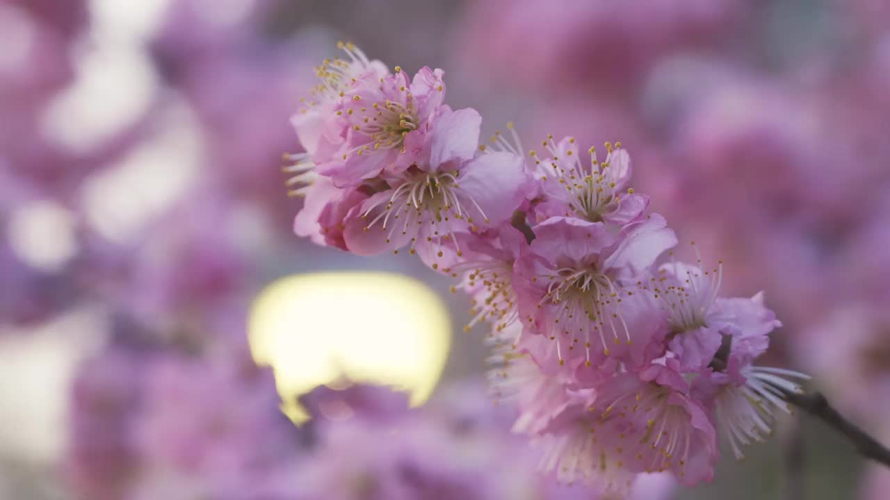 粉红色的樱花，特写，在街灯的灯光下视频素材