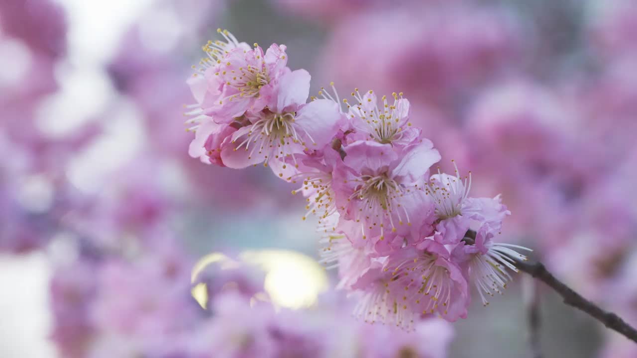 粉红色的樱花，特写，在街灯的灯光下视频素材