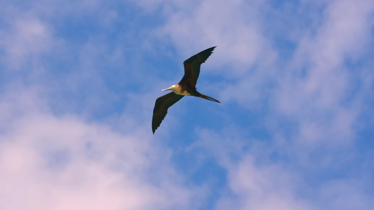 在加勒比海观鸟:飞行的军舰鸟在超级慢动作4K 120fps视频下载