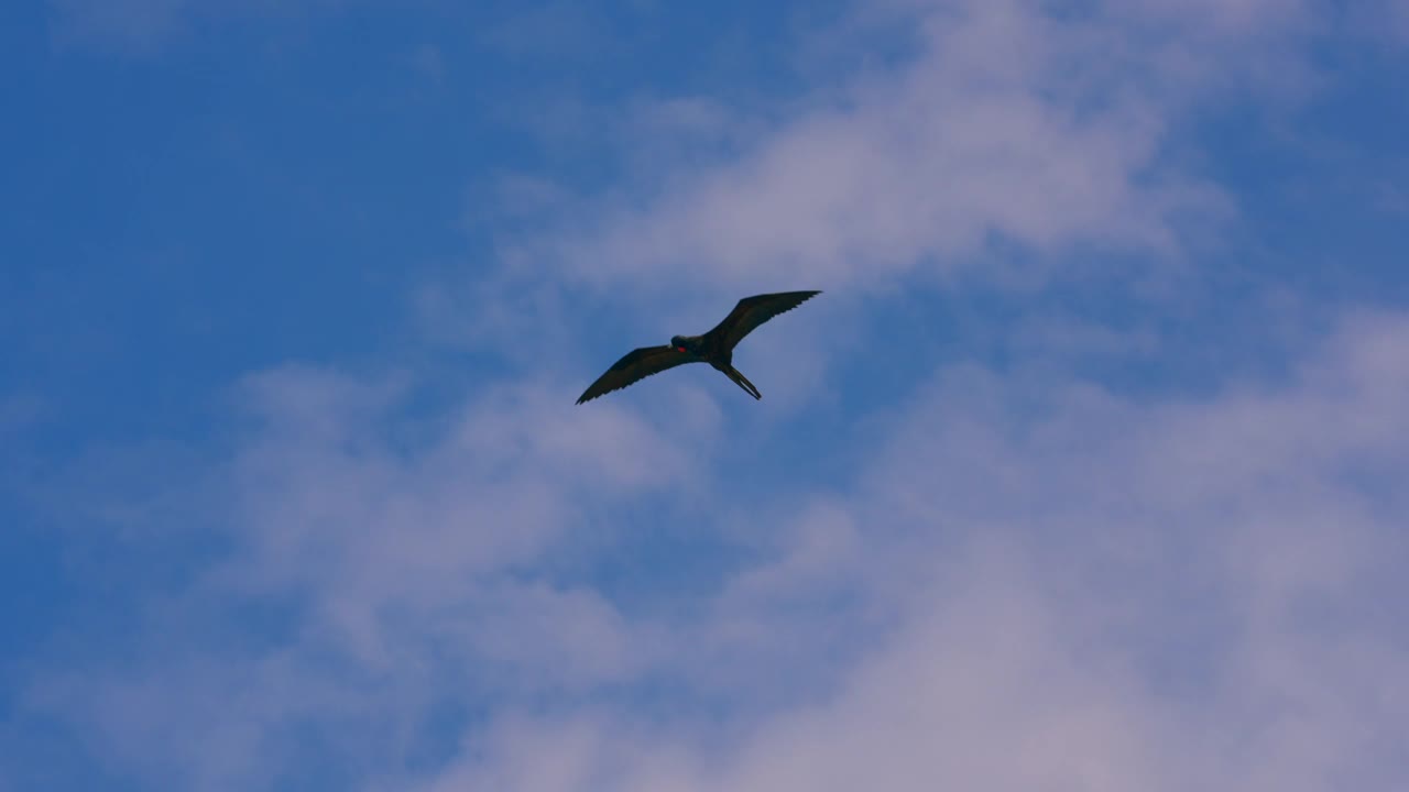 在加勒比海观鸟:飞行的军舰鸟在超级慢动作4K 120fps视频下载