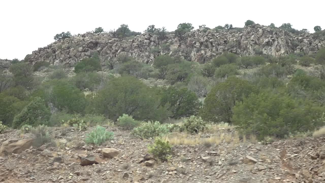 在亚利桑那州，茂密的沙漠树叶映衬着山脉的背景，慢动作120fps视频素材