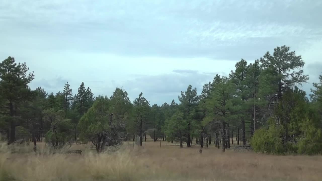 亚利桑那州森林中的松树全景慢动作120帧视频素材