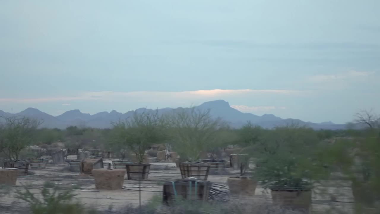 在亚利桑那州，茂密的沙漠树叶映衬着山脉的背景，慢动作120fps视频下载