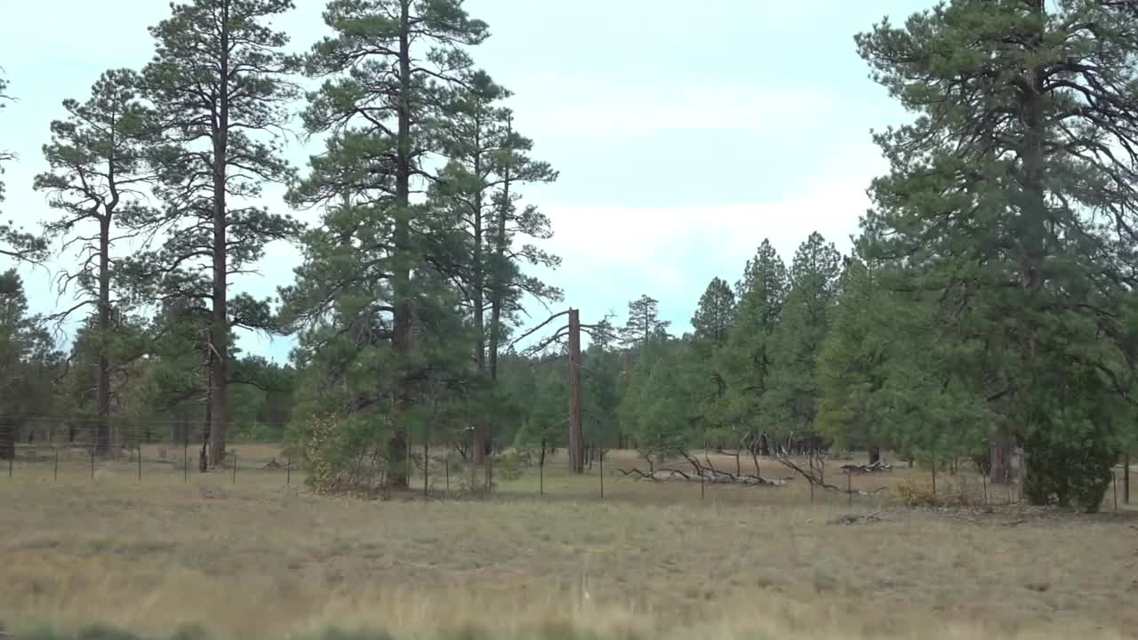 亚利桑那州森林中的松树全景慢动作120帧视频下载