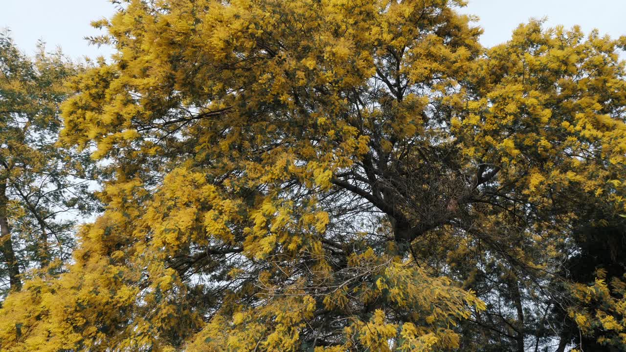 郁郁葱葱的含羞草树冠，点缀着鲜艳的黄色花朵，伸向晴朗的天空视频下载