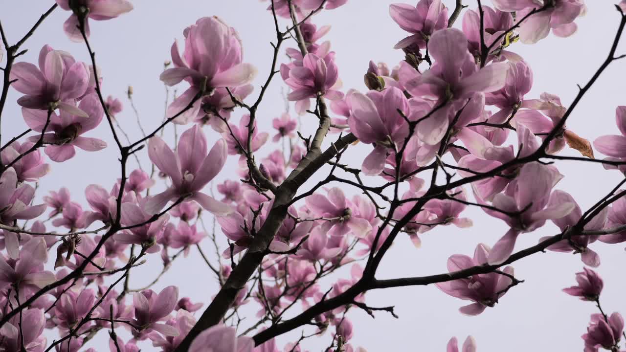 娇嫩的粉色玉兰花伸向天空，温柔地庆祝春天视频下载