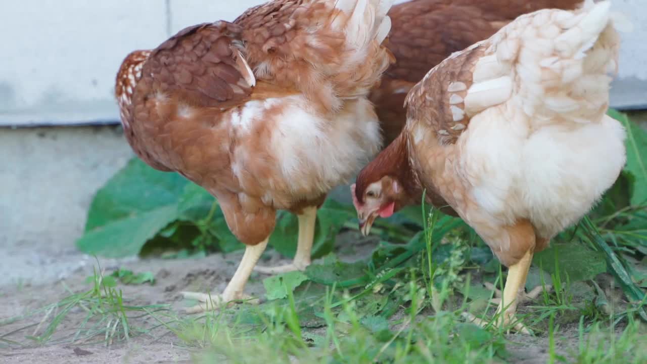 罗曼棕色品种的鸡在饲养场从事日常活动视频素材