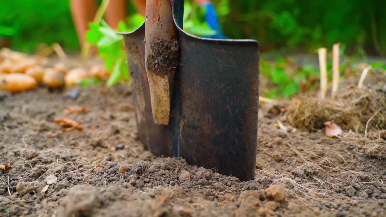在土豆挖掘季节，铲在花园里，特写。花园里的手工视频素材