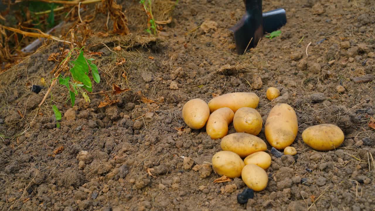 黄土豆来自花园的特写，在背景中挖掘庄稼的过程视频素材